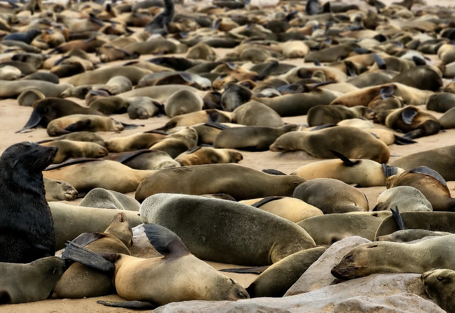 otaries Namibie