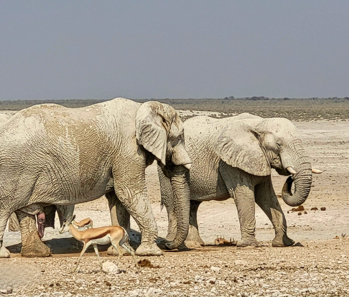 Éléphants et oryx dans le parc d'Etosha en Namibie